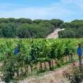Adega da Herdade da Comporta revela novo portefólio de vinhos