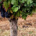 Alentejo cria denominações para Vinhas Velhas e Centenárias e alarga certificação do Vinho de Talha